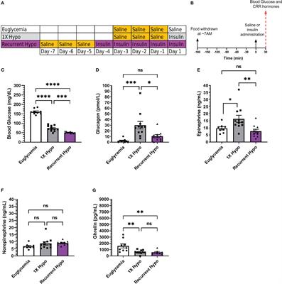 Ghrelin does not impact the blunted counterregulatory response to recurrent hypoglycemia in mice